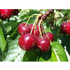 CHERRIES LINE GROUP